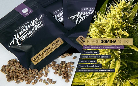 Black Domina A.C Fem X3-Anumka Cañameros