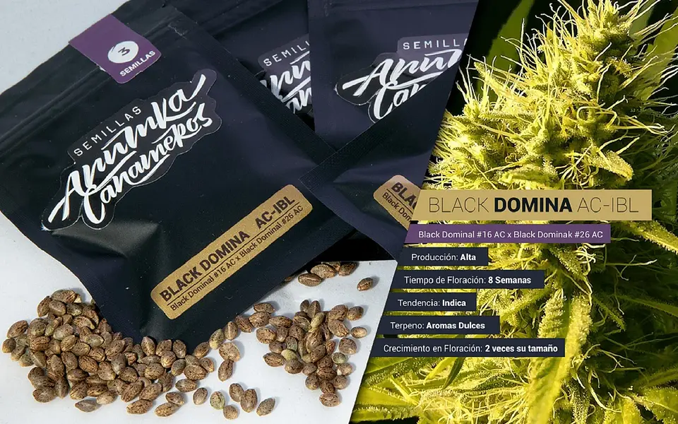 Black Domina A.C Fem X3-Anumka Cañameros 2