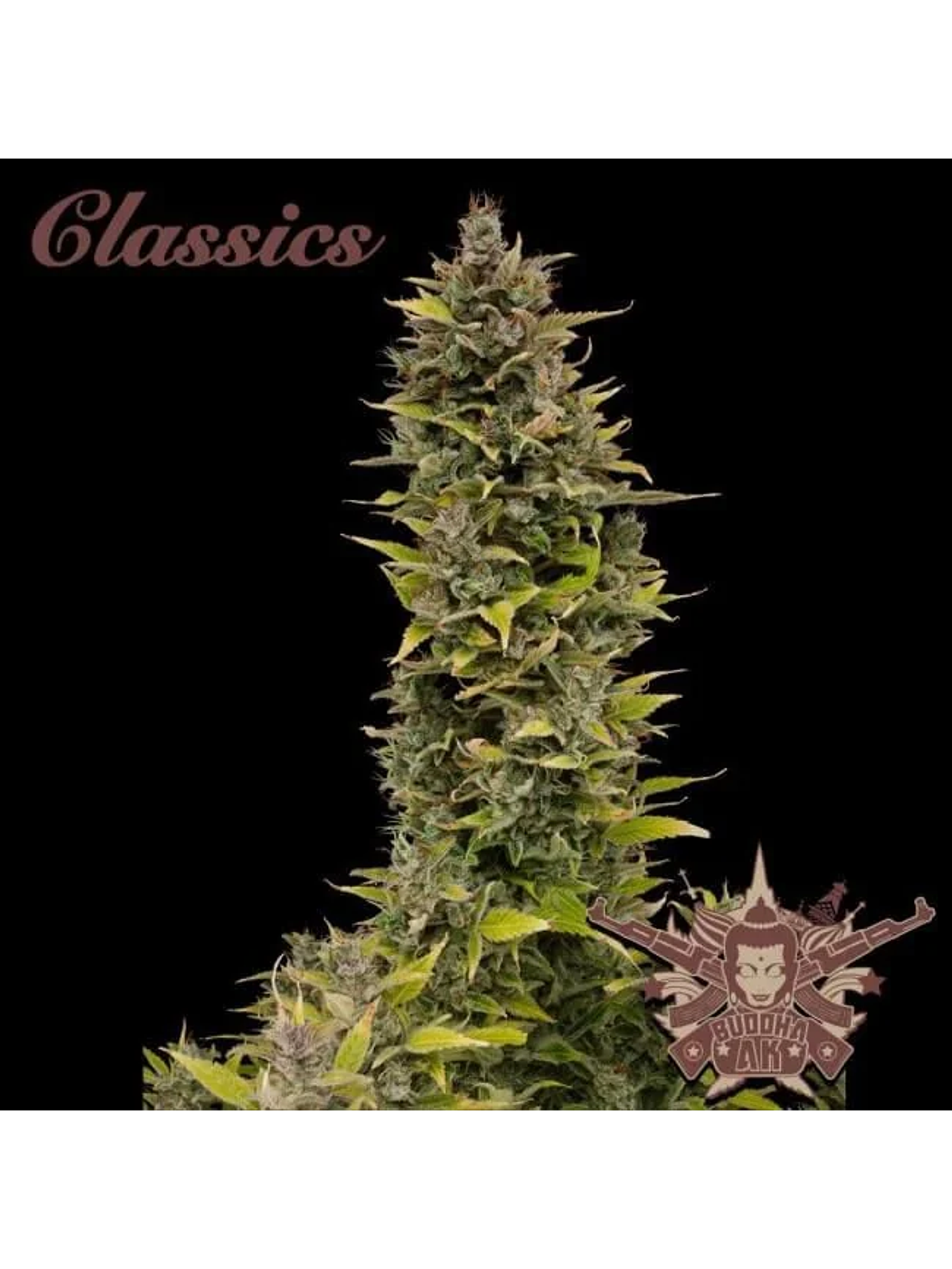 Ak Auto X3-Buddha Seeds 1