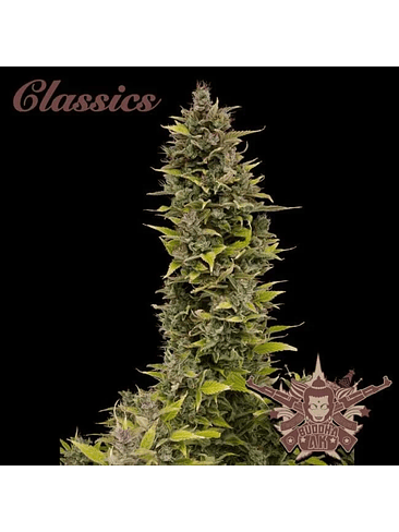 AK AUTO X3-BUDDHA SEEDS 1