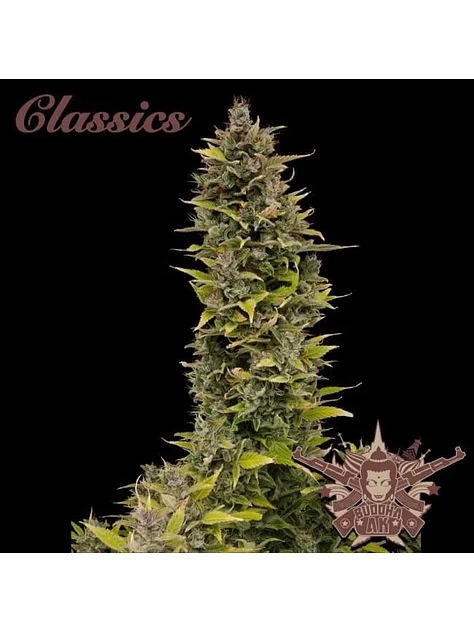 Ak Auto X3-Buddha Seeds 1