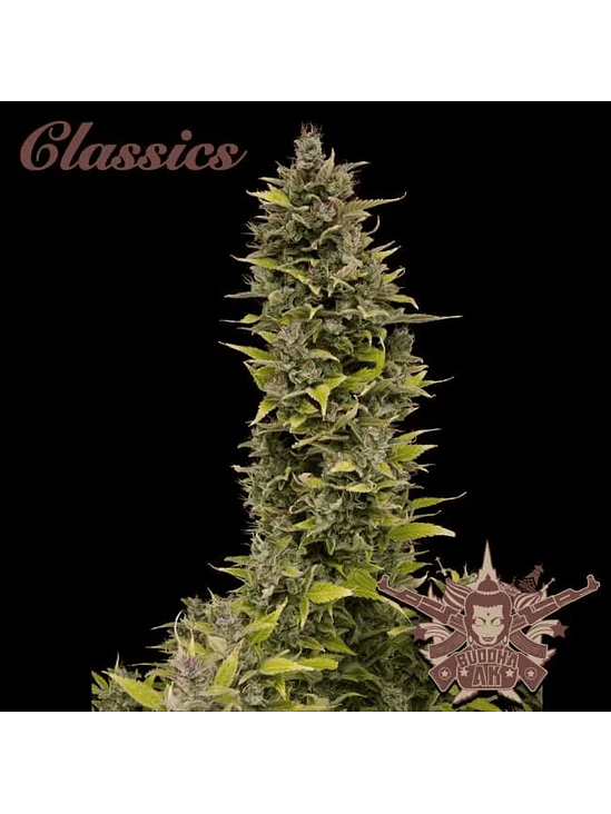 AK AUTO X3-BUDDHA SEEDS 1