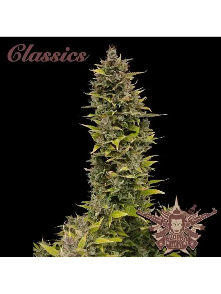 Ak Auto X3-Buddha Seeds 1