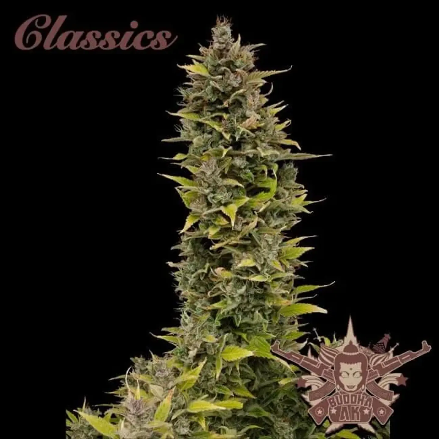 Ak Auto X3-Buddha Seeds 1