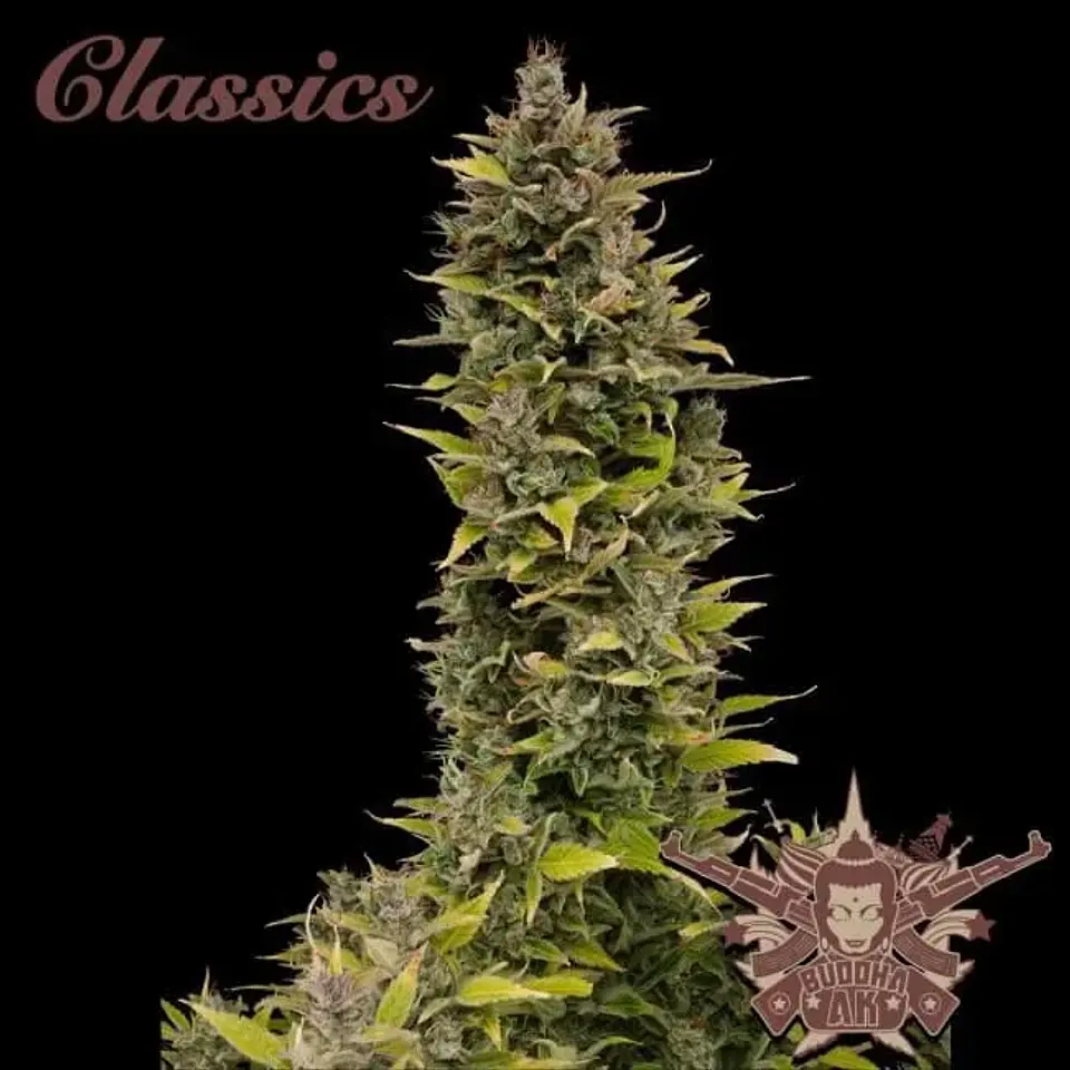 Ak Auto X3-Buddha Seeds 1