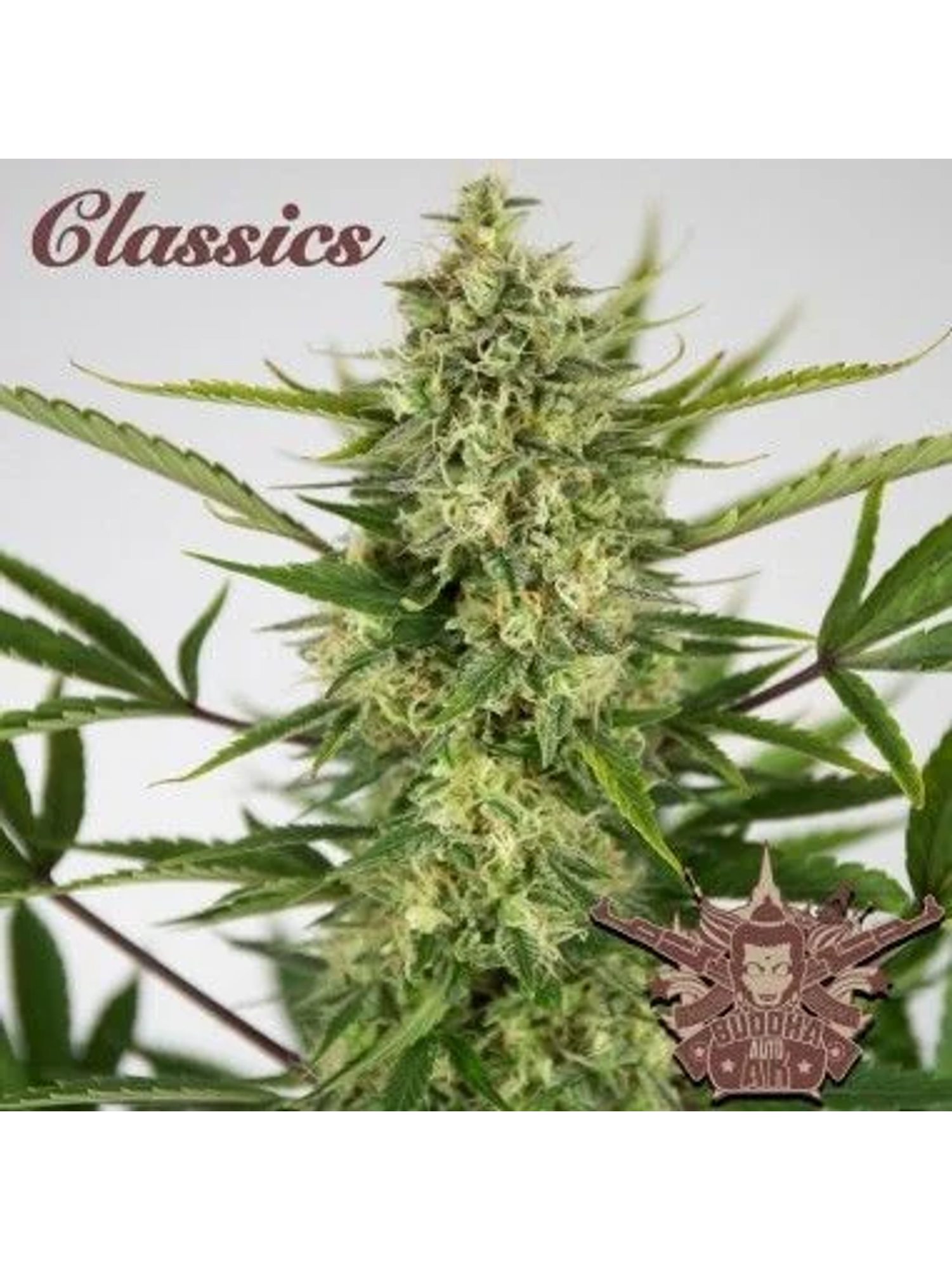 Ak Classics Auto X3+1-Buddha Seeds 1