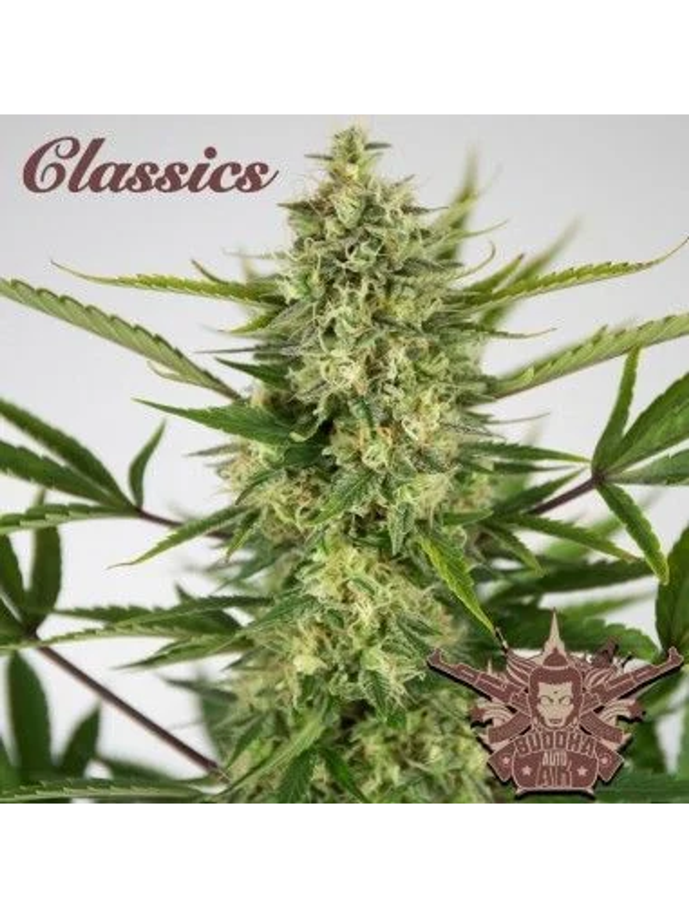 Ak Classics Auto X3+1-Buddha Seeds 1