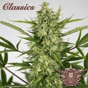 AK CLASSICS AUTO X3+1-BUDDHA SEEDS