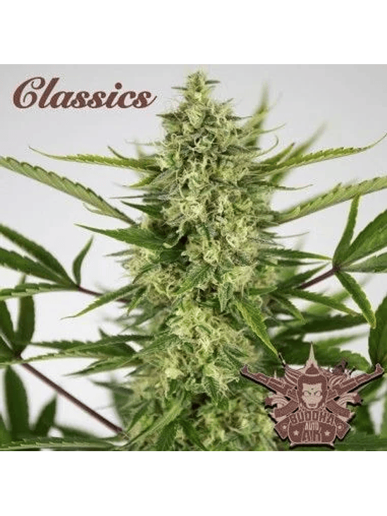 AK CLASSICS AUTO X3+1-BUDDHA SEEDS 1