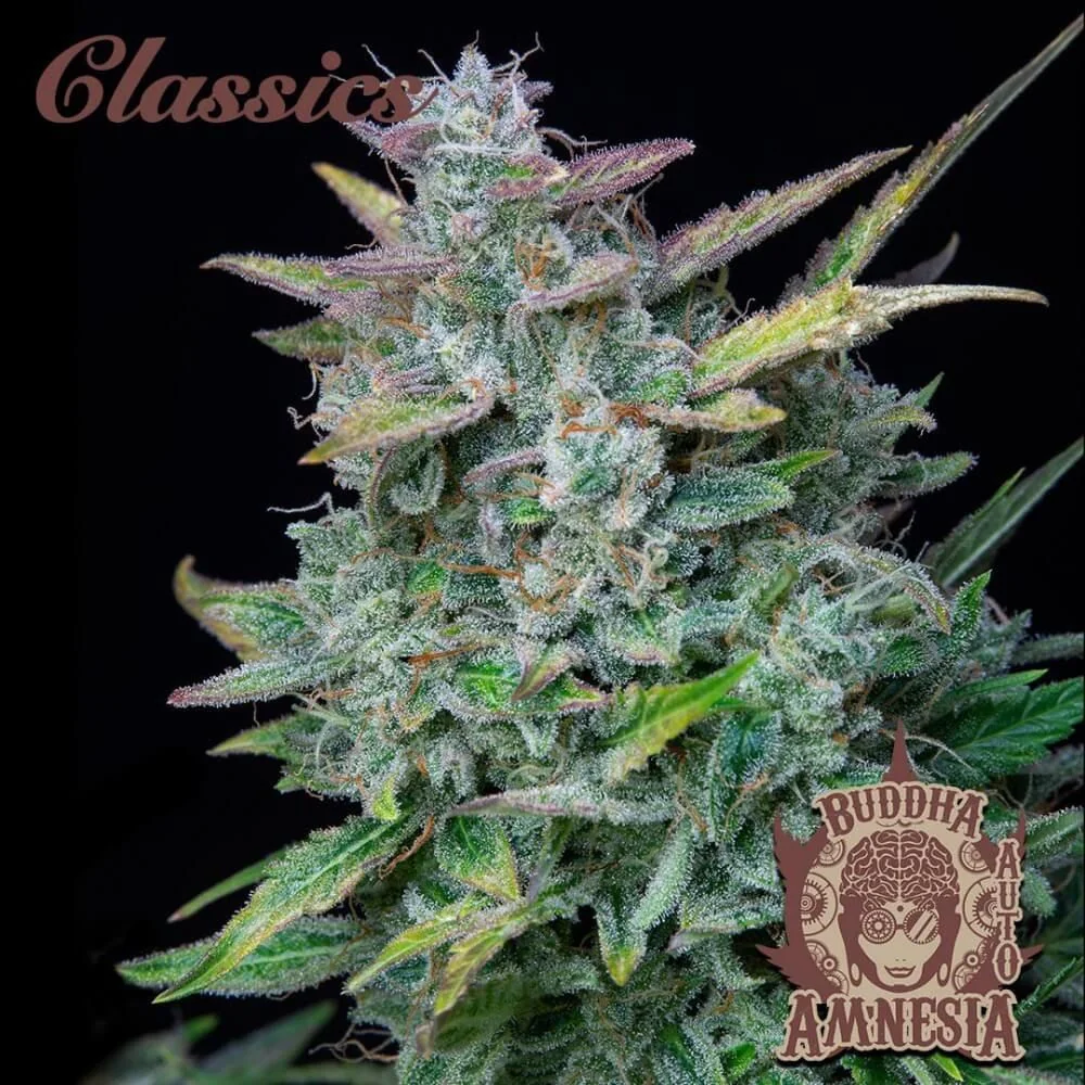 Amnesia Auto X3-Buddha Seeds 1