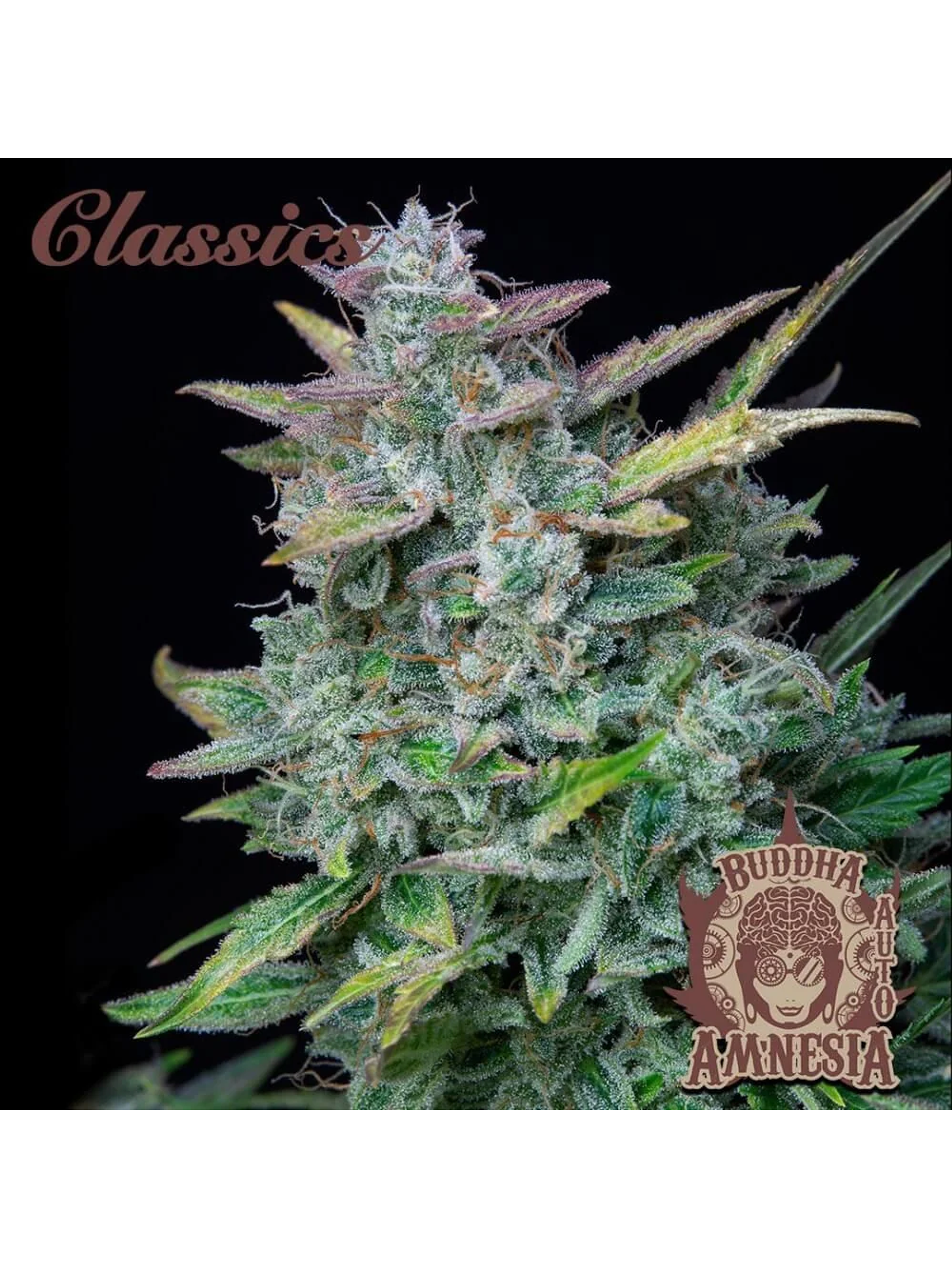 Amnesia Auto X3-Buddha Seeds 1