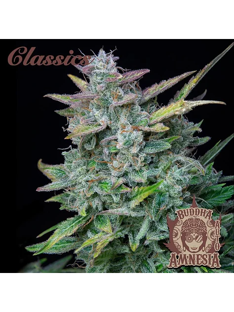 Amnesia Auto X3-Buddha Seeds 1