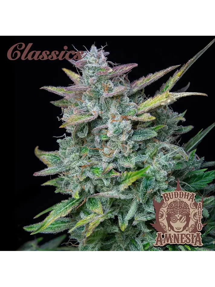 Amnesia Auto X3-Buddha Seeds 1