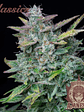AMNESIA AUTO X3-BUDDHA SEEDS - Miniatura 1