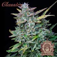 Amnesia Auto X3-Buddha Seeds - Miniatura 1