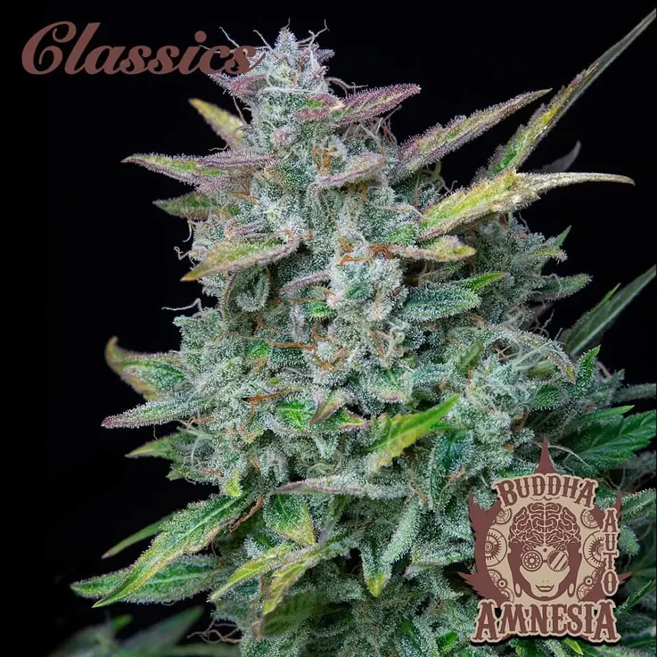 Amnesia Auto X3-Buddha Seeds 1