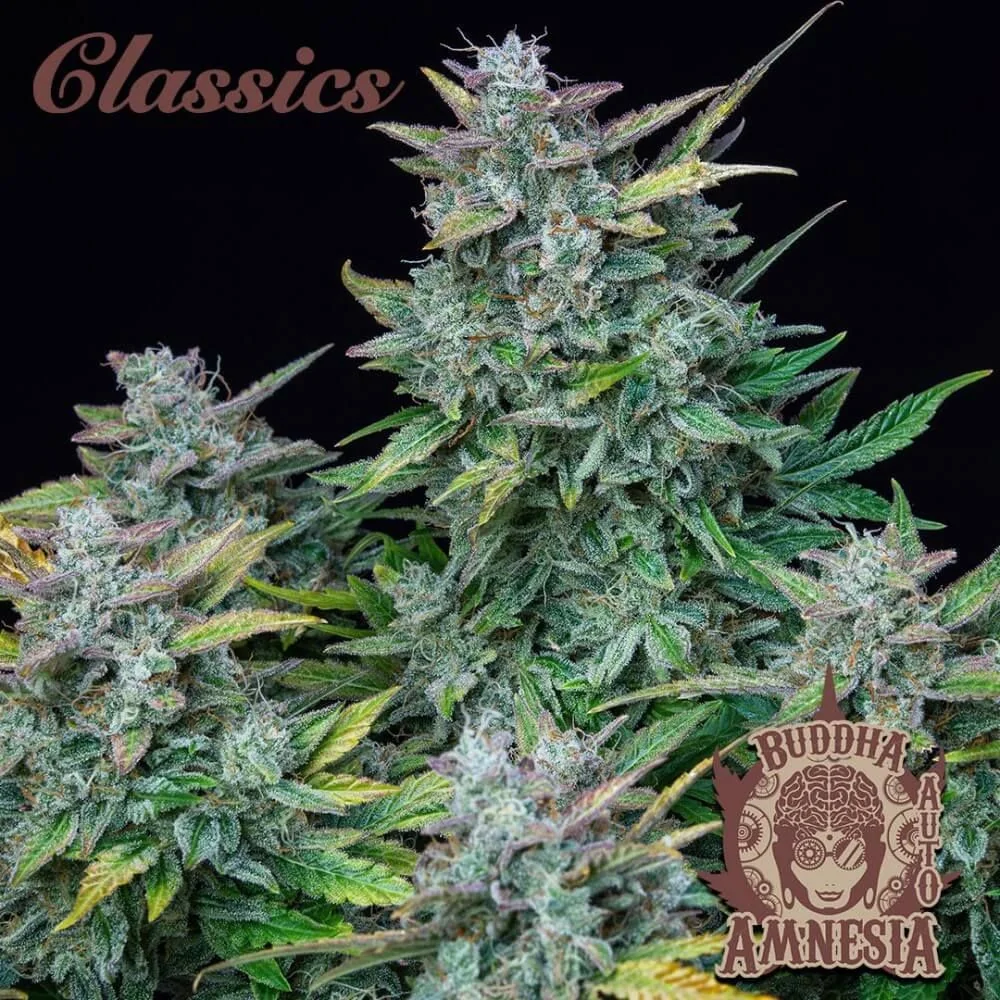 Amnesia Auto X3-Buddha Seeds 2