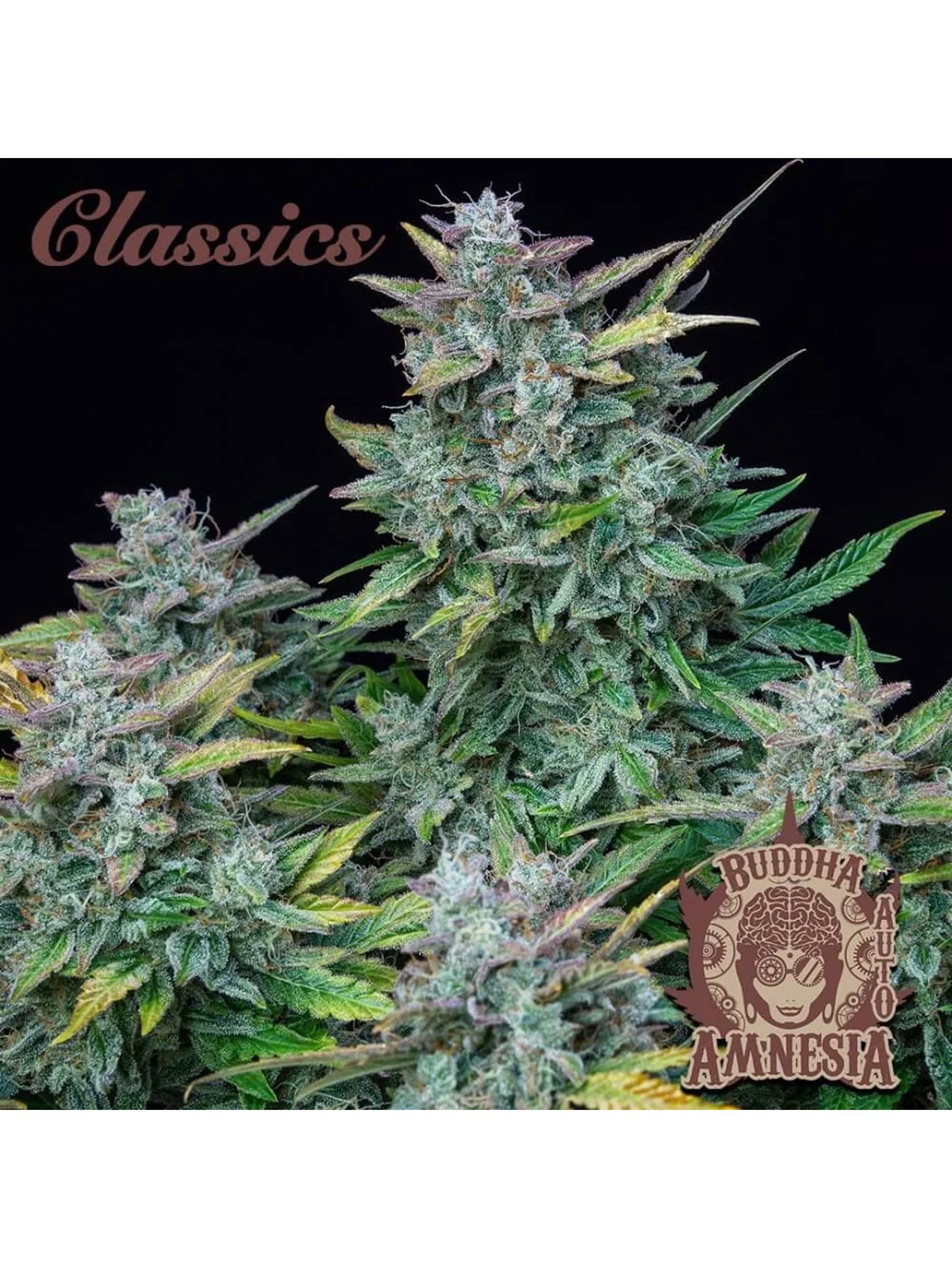 Amnesia Auto X3-Buddha Seeds 2