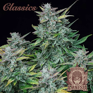 Amnesia Auto X3-Buddha Seeds