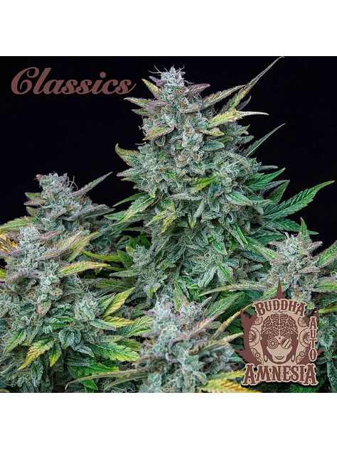 Amnesia Auto X3-Buddha Seeds 2