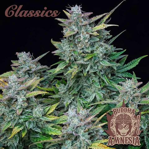 Amnesia Auto X3-Buddha Seeds