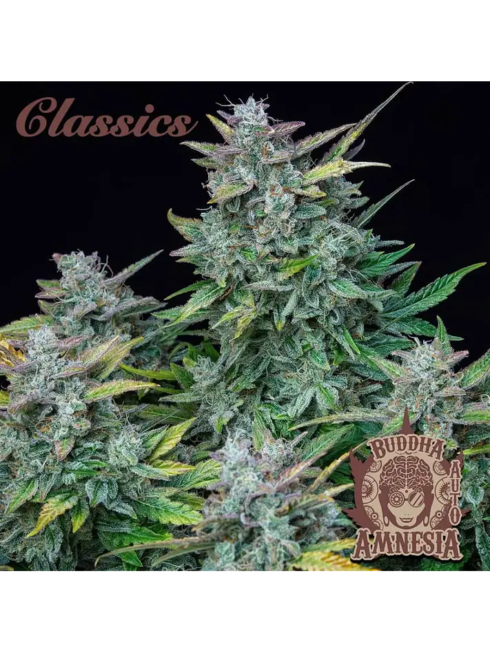 Amnesia Auto X3-Buddha Seeds 2