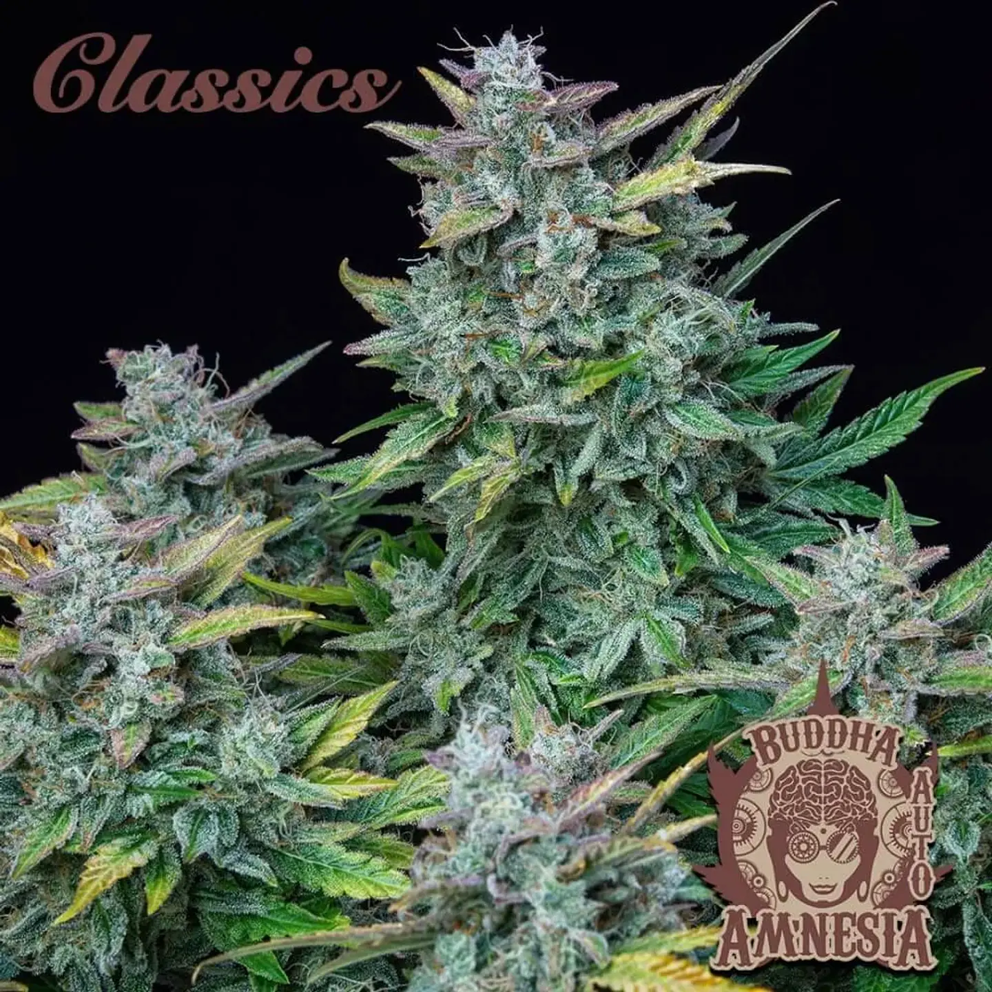 Amnesia Auto X3-Buddha Seeds 2
