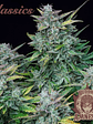 AMNESIA AUTO X3-BUDDHA SEEDS - Miniatura 2