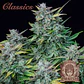 Amnesia Auto X3-Buddha Seeds - Miniatura 2