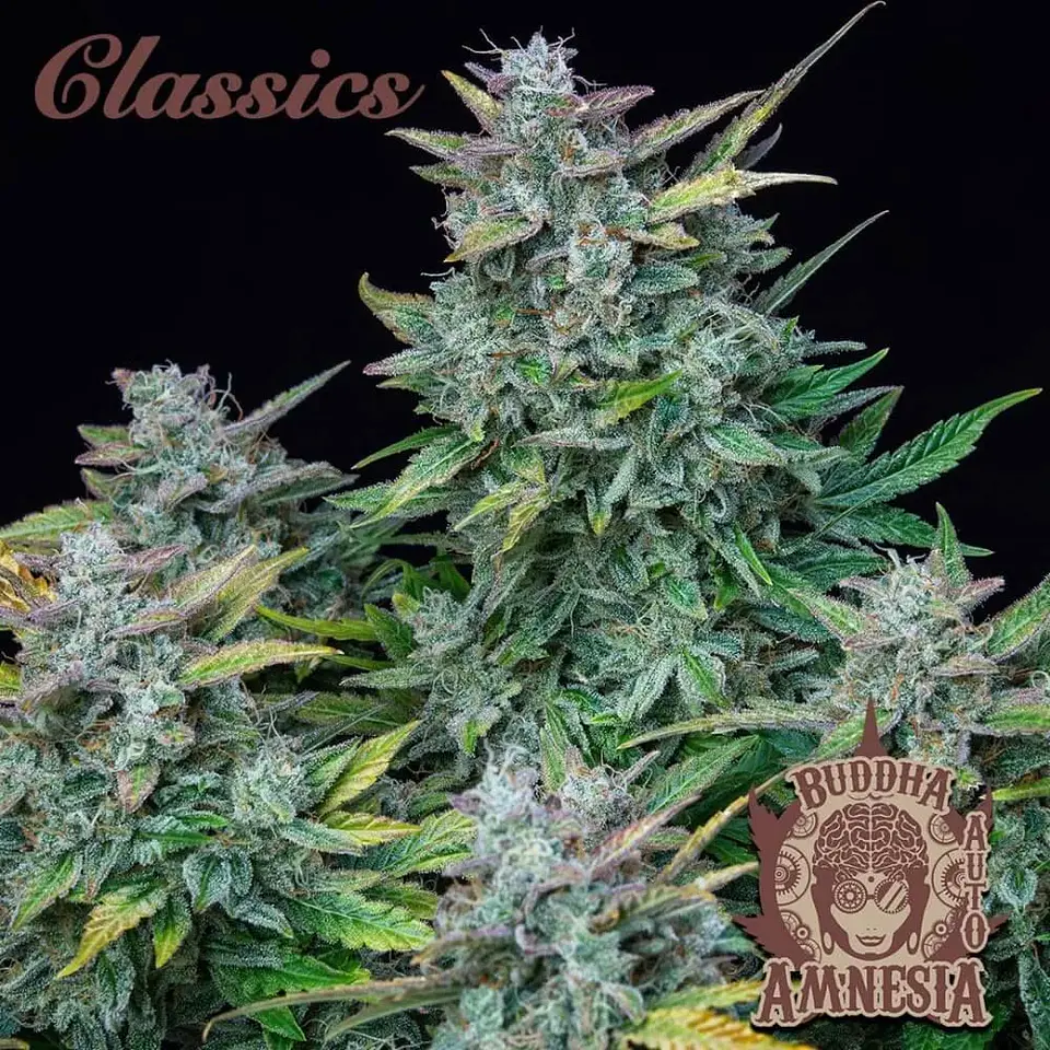 Amnesia Auto X3-Buddha Seeds 2
