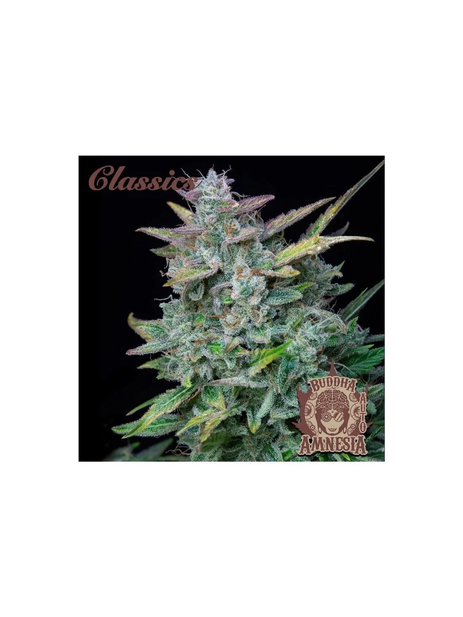 Amnesia Classics Auto X3+1-Buddha Seeds 1