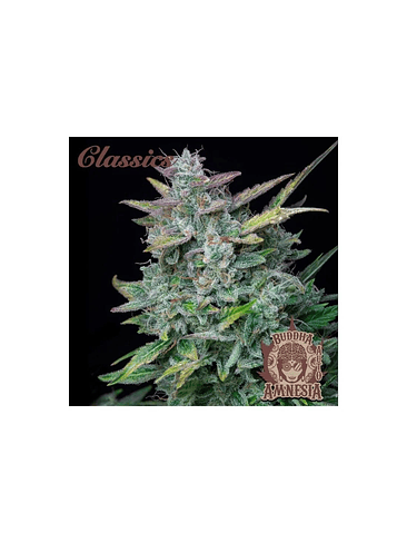 AMNESIA CLASSICS AUTO X3+1-BUDDHA SEEDS 1