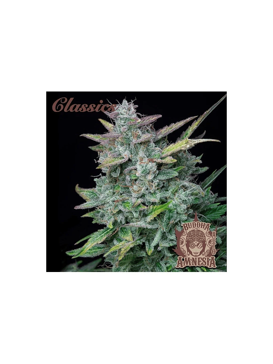 AMNESIA CLASSICS AUTO X3+1-BUDDHA SEEDS 1