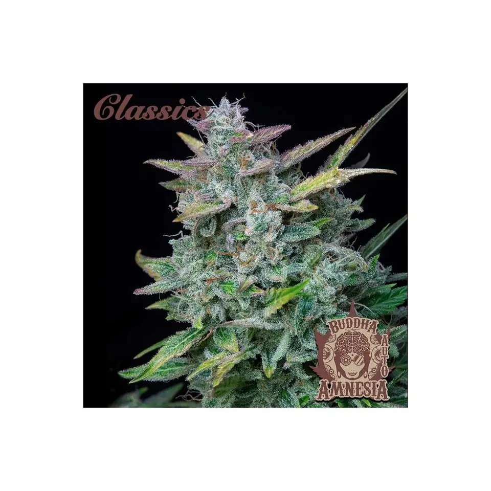Amnesia Classics Auto X3+1-Buddha Seeds 1