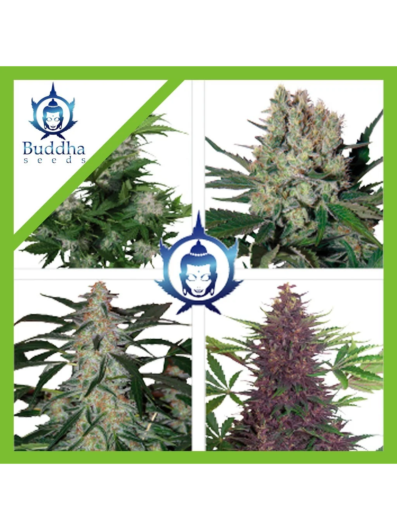 Assorted Auto -Buddha Seeds (X50/X10) 1