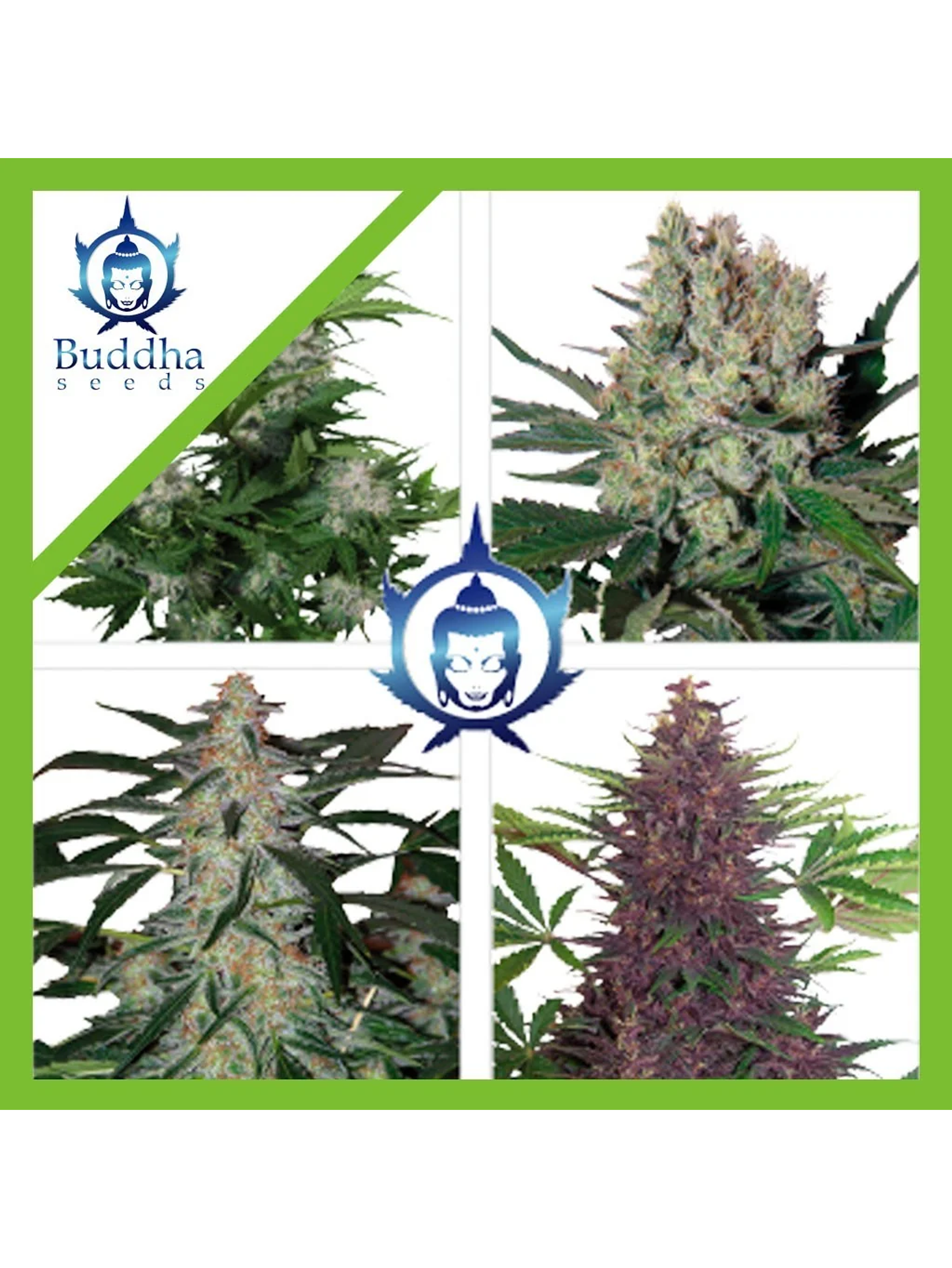 Assorted Auto -Buddha Seeds (X50/X10) 1