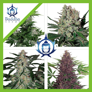 Assorted Auto -Buddha Seeds (X50/X10)