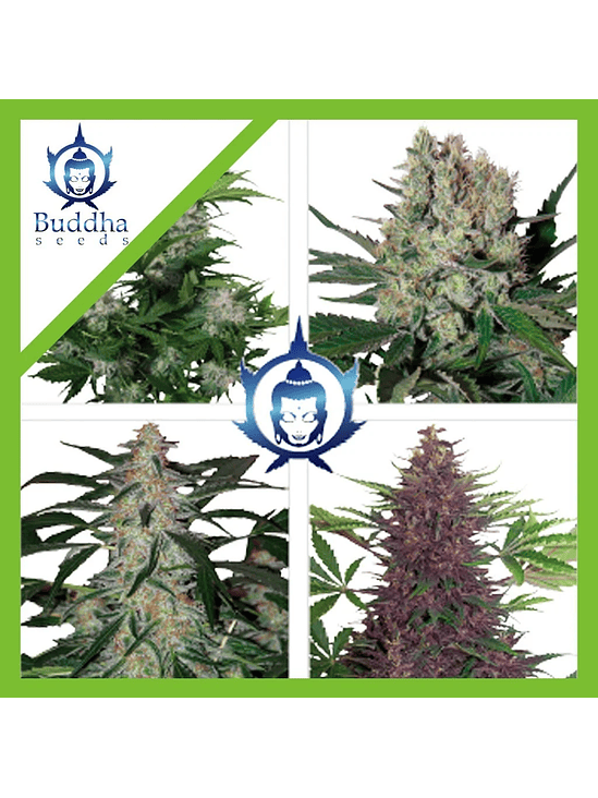 ASSORTED AUTO X10-BUDDHA SEEDS 1