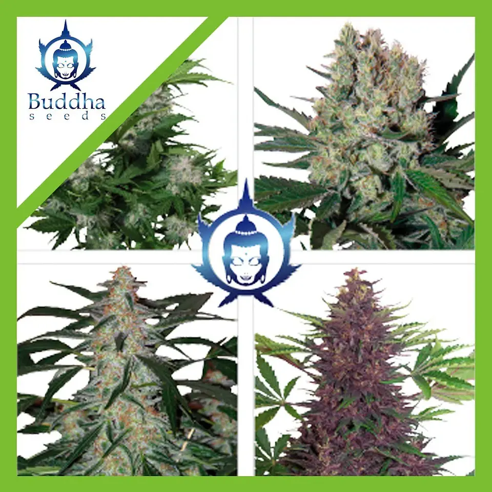 Assorted Auto -Buddha Seeds (X50/X10) 1