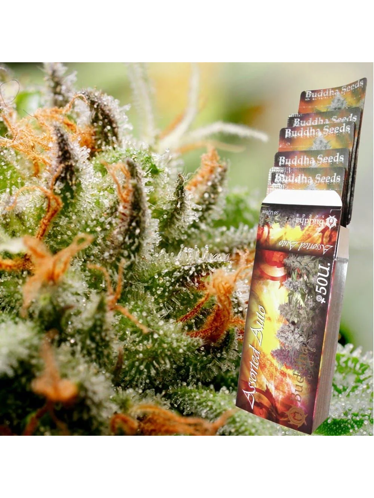 Assorted Classics Auto X10-Buddha Seeds 1