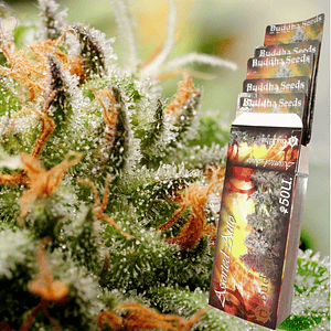 Assorted Classics Auto X10-Buddha Seeds