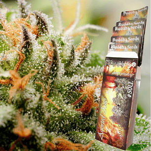 ASSORTED CLASSICS AUTO X10-BUDDHA SEEDS