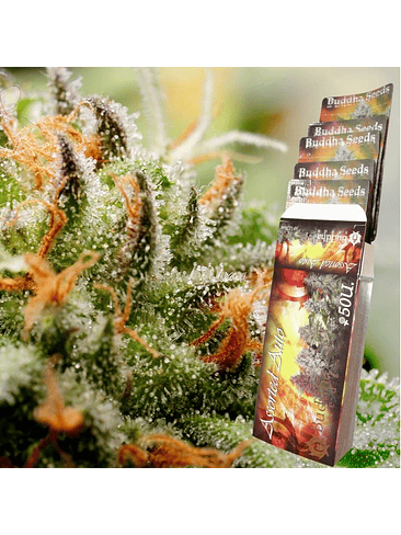 ASSORTED CLASSICS AUTO X10-BUDDHA SEEDS 1
