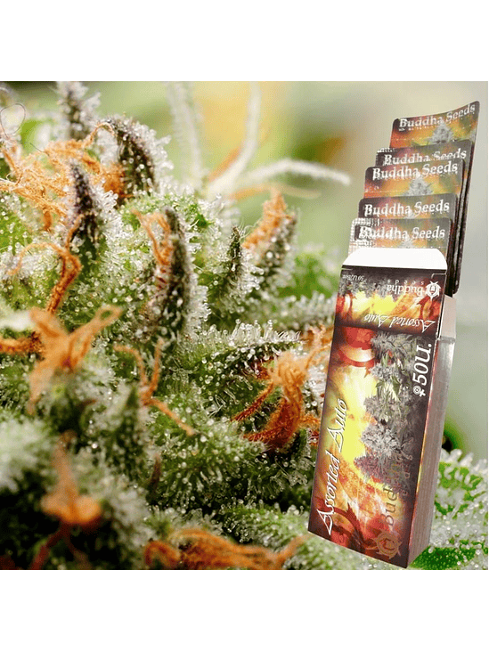 ASSORTED CLASSICS AUTO X10-BUDDHA SEEDS 1