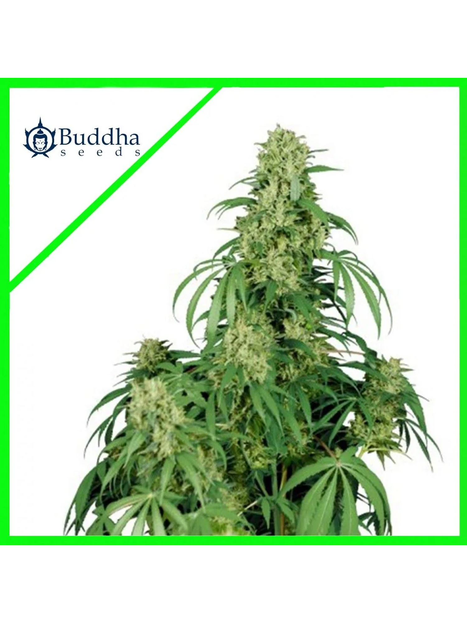 Calamity Jane Auto X3+1-Buddha Seeds 1