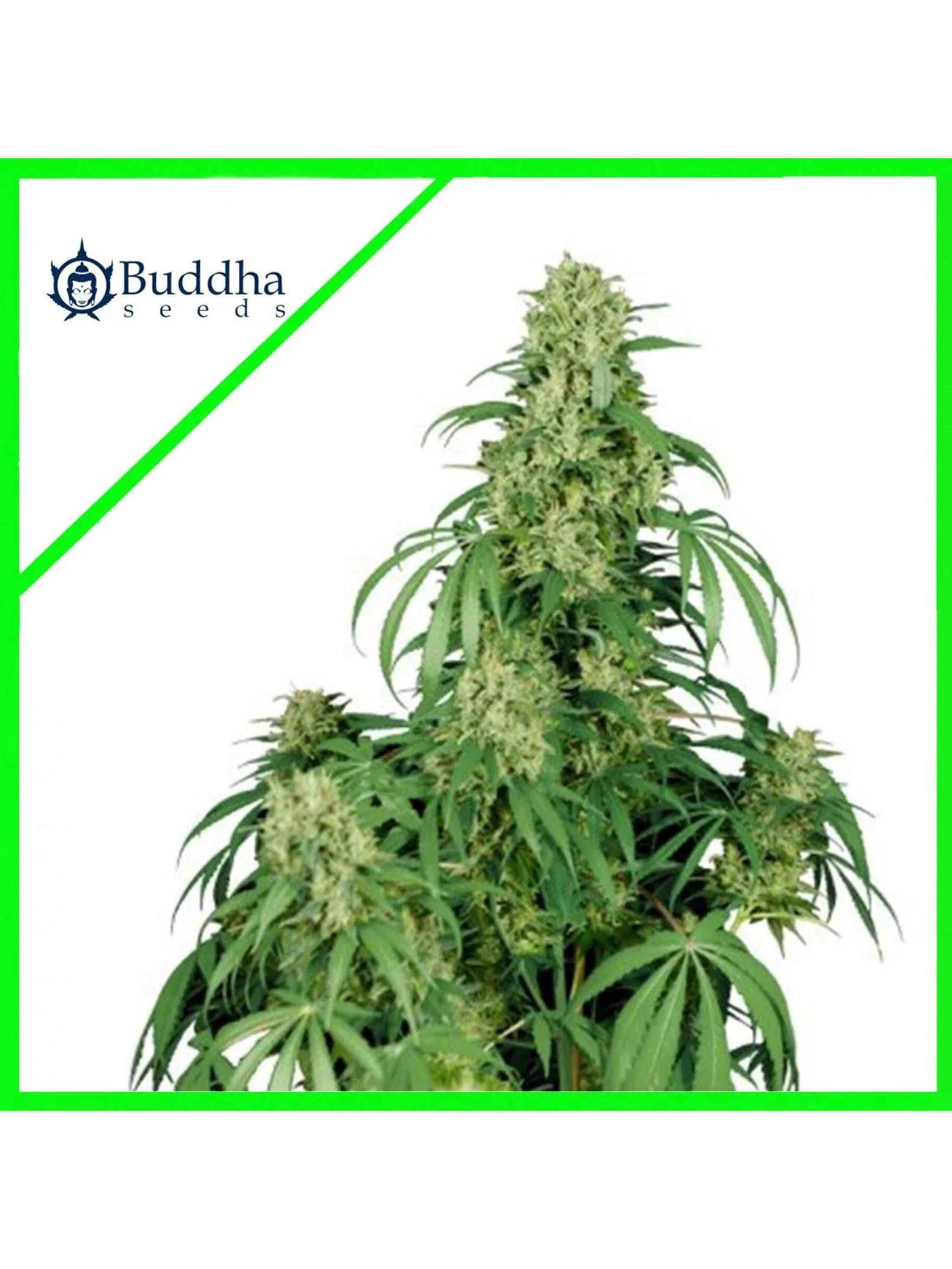 Calamity Jane Auto X3+1-Buddha Seeds 1