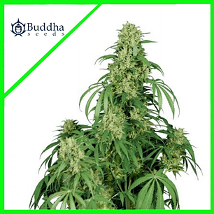 CALAMITY JANE AUTO X3+1-BUDDHA SEEDS