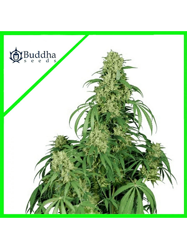 CALAMITY JANE AUTO X3+1-BUDDHA SEEDS 1