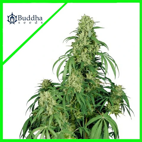 Calamity Jane Auto X3+1-Buddha Seeds