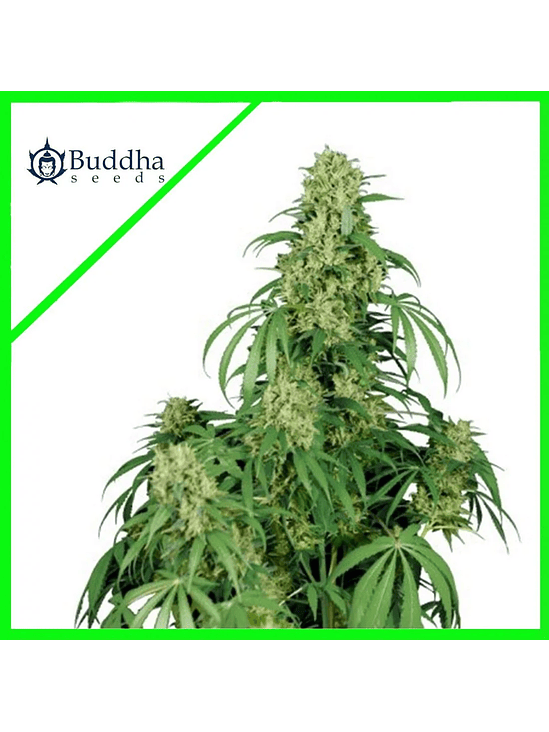 CALAMITY JANE AUTO X3+1-BUDDHA SEEDS 1
